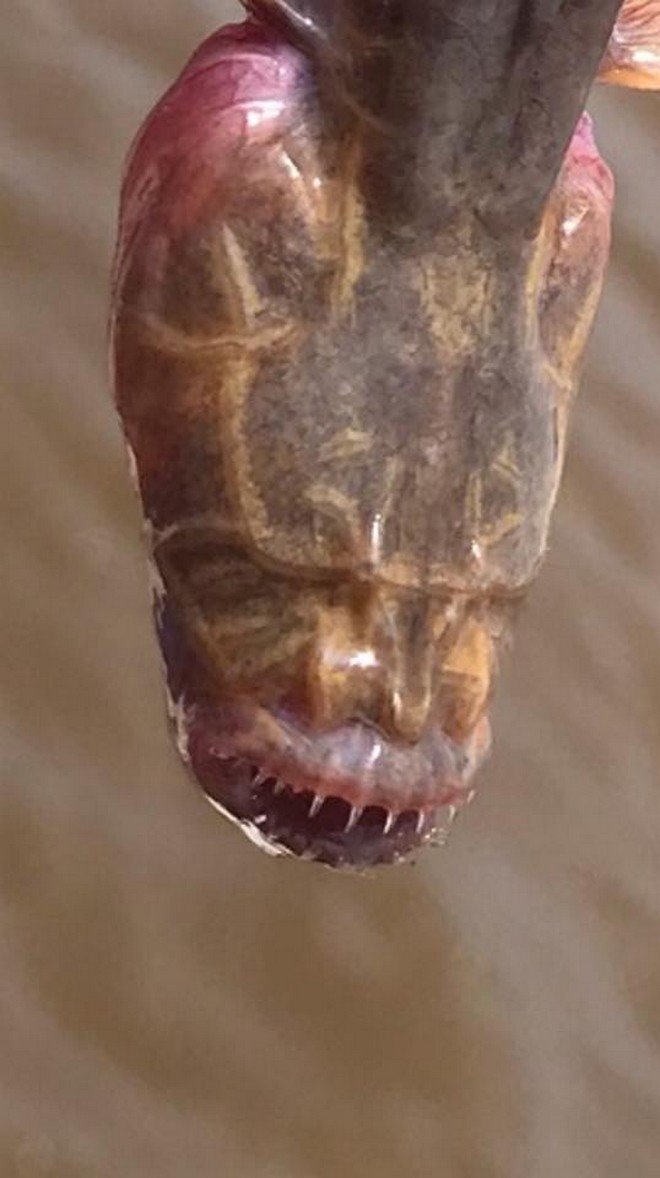 fish3010319