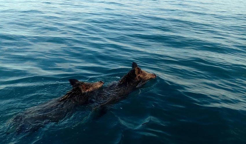 Ψάρευαν συναγρίδες στο Ιόνιο και συναντήθηκαν μεσοπέλαγα με αγριογούρουνα! (Video)