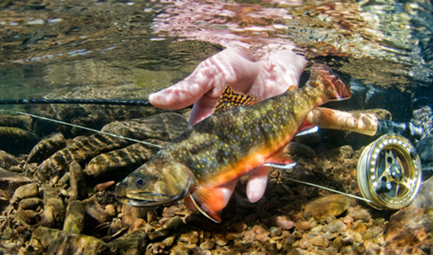 Απαγορεύεται το ψάρεμα πέστροφας μέχρι 15 Φεβρουαρίου 2019
