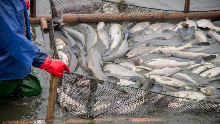 Κρυφτό με το λιμενικό και το θάνατο: Το απαγορευμένο ψάρεμα που ακόμα κάνει θραύση στα νησιά