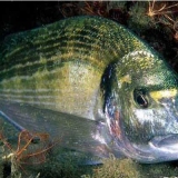 Το Άβαταρ του/της ΔΗΜΗΤΡΗΣ