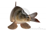 thanasis