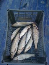 Το Άβαταρ του/της ΣΠΥΡΟΣ