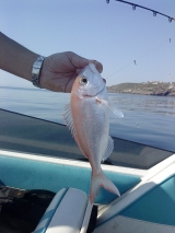 antonis