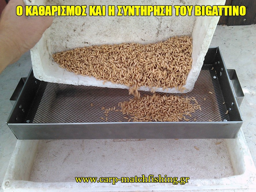 Πως να καθαρίσετε και να συντηρήσετε την προνύμφη μύγας (Bigattino) για το ψάρεμα με την match τεχνική