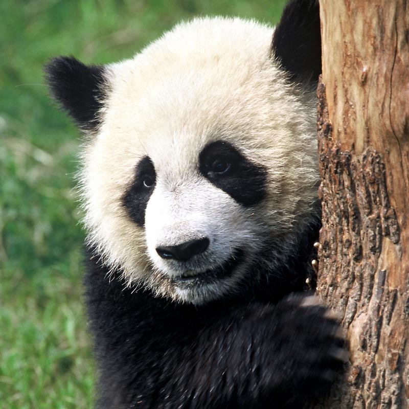panda.jpg