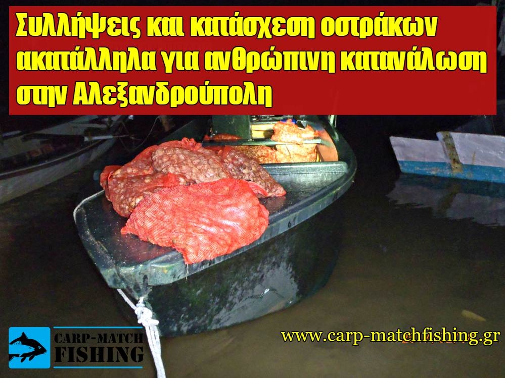 Κατάσχεση οστράκων ακατάλληλων για ανθρώπινη κατανάλωση και συλλήψεις στην Αλεξανδρούπολη